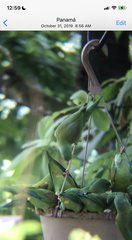 Brotogeris jugularis