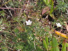 Geranium incanum