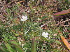 Geranium incanum