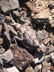 Phrynosoma platyrhinos