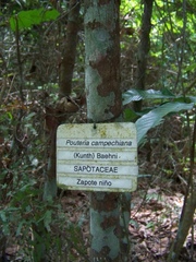 Pouteria campechiana