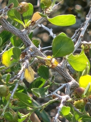 Condalia hookeri