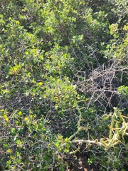 Condalia hookeri