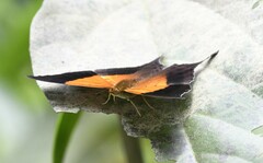 Marpesia furcula