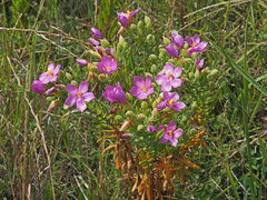 Orphium frutescens