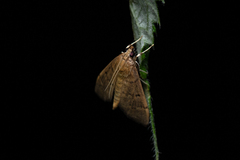 Herpetogramma licarsisalis
