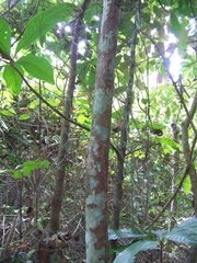 Pouteria campechiana