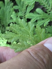 Selaginella