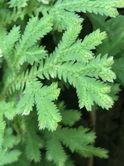 Selaginella