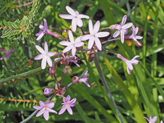 Tulbaghia maritima