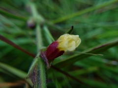 Centranthera cochinchinensis