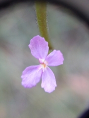 Stylidium