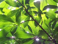 Pouteria campechiana