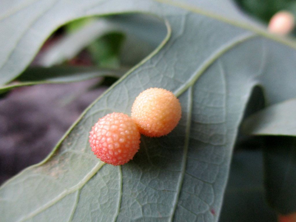 Acraspis pezomachoides