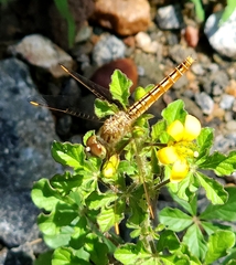 Brachythemis contaminata