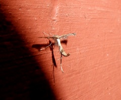 Lantanophaga pusillidactylus