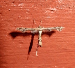 Lantanophaga pusillidactylus