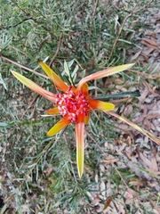 Lambertia formosa