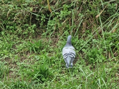 Columba livia domestica
