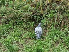 Columba livia domestica