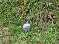 Columba livia domestica
