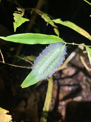 Lexias pardalis dirteana