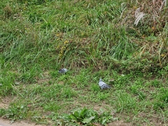 Columba livia domestica