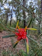 Lambertia formosa