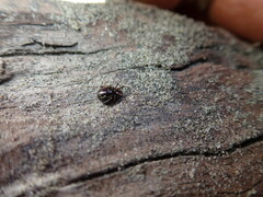 Steatoda lepida