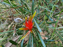 Lambertia formosa
