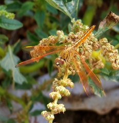 Brachythemis contaminata
