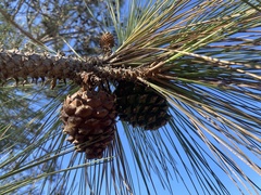 Pinus torreyana