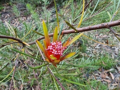 Lambertia formosa