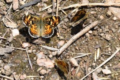 Phyciodes pulchella