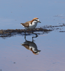 Charadrius ruficapillus