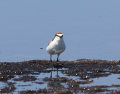 Charadrius ruficapillus
