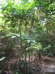 Pouteria campechiana