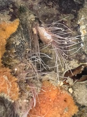 Brachiopoda