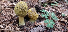 Amanita augusta