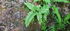 Adiantum capillus-veneris