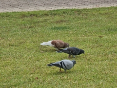 Columba livia domestica