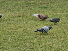 Columba livia domestica