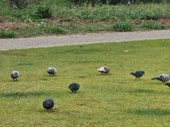 Columba livia domestica