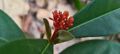 Ixora chinensis