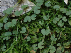 Hydrocotyle moschata