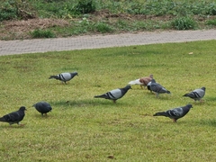 Columba livia domestica