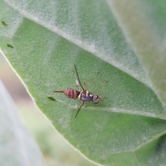Dacus persicus