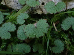 Hydrocotyle moschata
