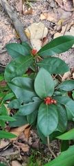 Ixora chinensis