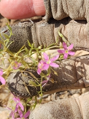 Zeltnera beyrichii